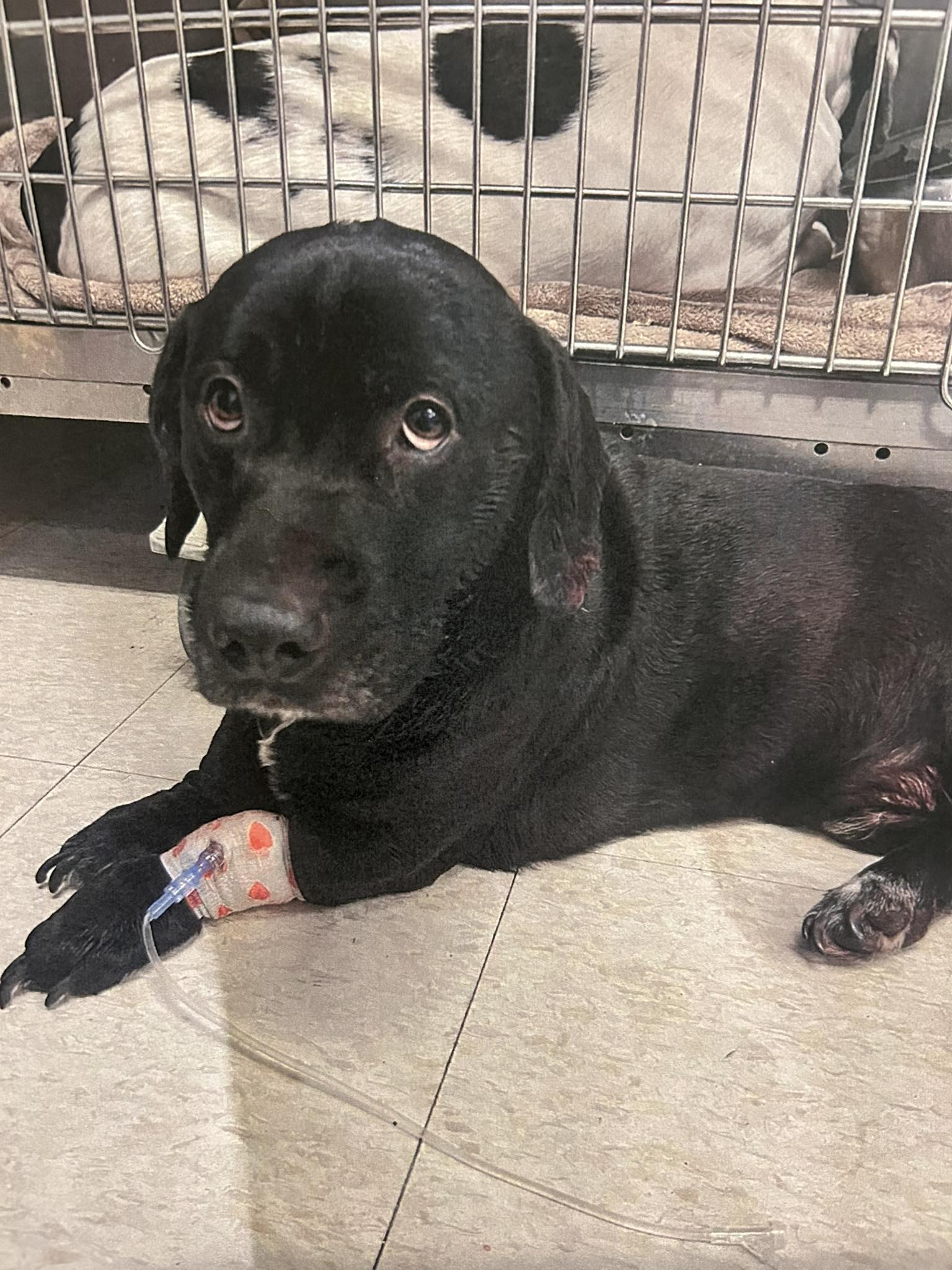 Stubby, a small black dog with a bandaged leg, looking directly at the camera from a veterinary crate